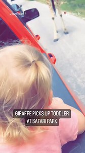 TERRIFYING: Dramatic footage captured on a safari ride in Texas shows the moment a giraffe grabbed a young girl at the Fossil Rim Wildlife Center. No injuries were reported. | ABC 7 Chicago