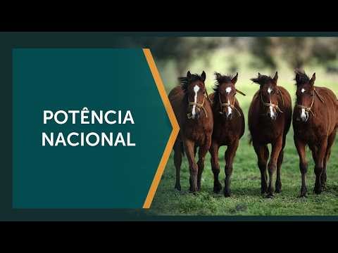 The horse market generates more jobs than some industrial sectors.