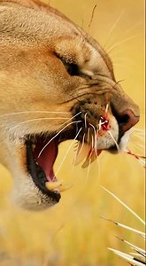 Can a lion catch a porcupine?🦁🦔사자가 호저(가시 돼지)를 잡을 수 있을까요?#Lion #Porcupine #Predator #Prey #wildlife