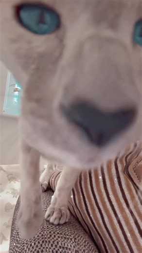 Siamese Kittens for AdoptionBeautiful male and female Siamese kittens available for adoption. Raised in a loving home, not in cages, and well-socialized with children. They are affectionate, playful, and make wonderful companions.If you’re looking to adopt a friendly and loving Siamese kitten, contact us for more details.#SiameseKittens #SiameseCat #KittenAdoption #CatsOfInstagram #SiameseLove #AdoptDontShop #CatLovers #KittenLove #FurBaby #SiameseBeauty #AdoptAKitten #SiameseLife #CatAdoption #