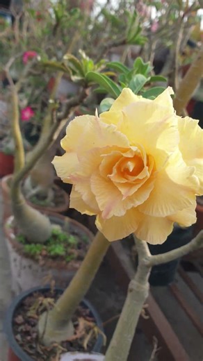 adenium obesum yellow beauty #beautiful #plants #nature #gardening #naturelove004