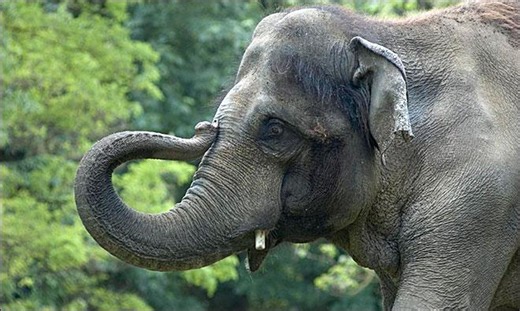 Oregon Zoo elephant Rama tests positive for tuberculosis
