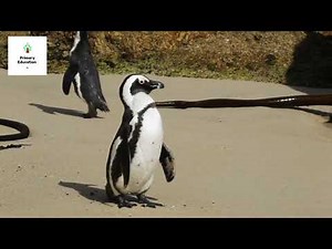 Penguin Facts for Kids | Fun and Educational Animal Video