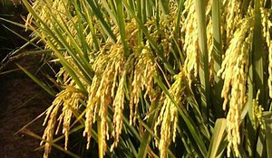 10 Daftar Jenis Padi Tahan Hama Wereng Terbaik di Indonesia