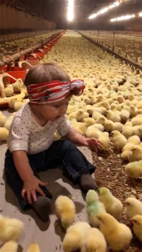 47K views · 1.2K reactions | Little farm girl loves being among chicks ❤️ | Animal Lovers | Facebook