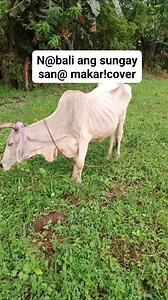 31 reactions · 28 shares | N@bali ang sungay san@ makar!cover #livestockfarming #recovery #fmylife #cowboy #hilights #hilightseveryonefollowers | Jizer Tumbaga | Facebook