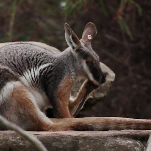 5.8K views · 660 reactions | Create a lifetime of wild memories.  For a limited time, secure your Zoos SA Life Membership for just $2,850 (save $240.50!) or pay in 6 easy monthly instalments of $475. | Adelaide Zoo | Facebook
