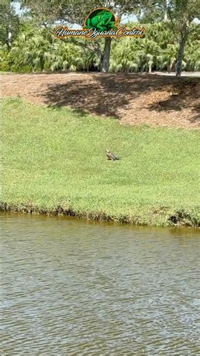Red Shouldered Hawk Helps Control Green Iguana