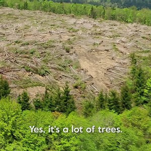 6.2M views · 9.9K reactions | Did you know that bamboo can grow 3 feet in 24 hours making it one of the most sustainable resources in the world? That’s why Seedling uses it to make paper instead of trees. Try Seedling by Grove today, free with your first order. | Grove Collaborative | Facebook