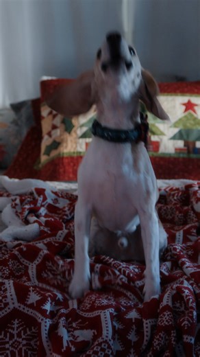 43K views · 26 reactions | The Queen of Christmas is back!  Candace Cameron Bure brings the sparkle in her newest film, ANOTHER SWEET CHRISTMAS, coming to movie theatres nationwide November 30 - December 2. | Fathom Entertainment | Facebook