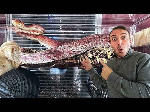 Tree Boa Gets New Enclosure