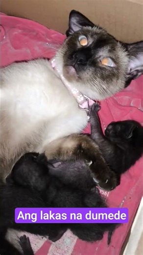 cats breast feeding #cat #trending #adorably #cutecat #cuteanimal #funny #viral #lovelycat #siamese