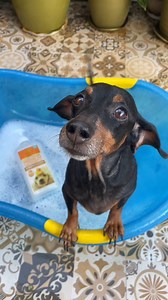 257K views · 451 reactions | Bath time bliss with our fubabies! ...