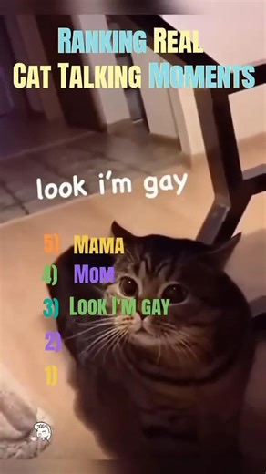 Ranking real cat talking moments #trending #ranking #cattalking