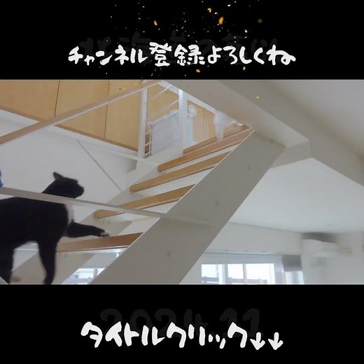 北海道で５猫と暮らす巣ごもり中年主婦の家事ルーティン