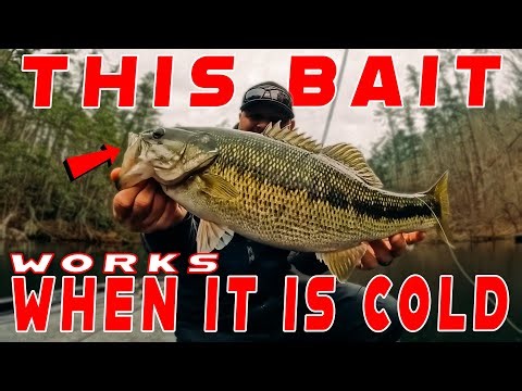 January Bass Fishing! (Tim And JD On The Water)