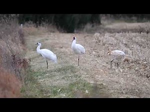 Whooping Crane