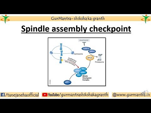Role of spindle assembly checkpoint in Mitosis (Cell cycle Part 11)