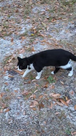 Lavender the cat comes to visit