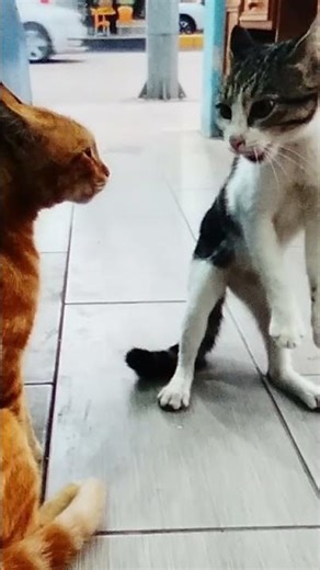 Aliens How Cats Sound Like They Talking To Each Other Like Humans Do