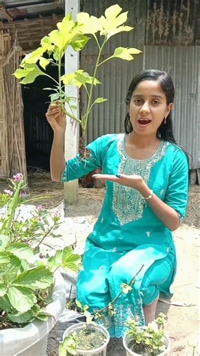 7..dinme sunflower cutting grow 😱 #shorts #gardening #plants #gardeningtips