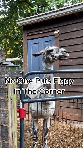 Bertie Spits on Llama at Alpaca Treehouse | Consequences Revealed