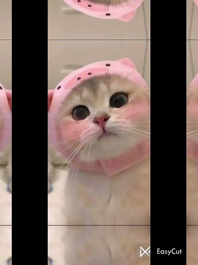 cute cat wallpaper ideas