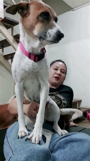 คุณนายแต้ม#dog #love #dogsofinstagram #beautiful #puppy #instagood #dogs#Short videos