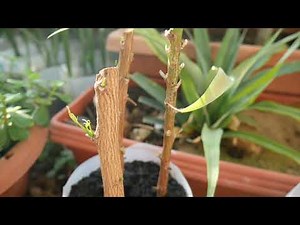 Grow Neem नीम Tree From Cuttings (Neem Propagation at Home) Dubai Garden Adventure