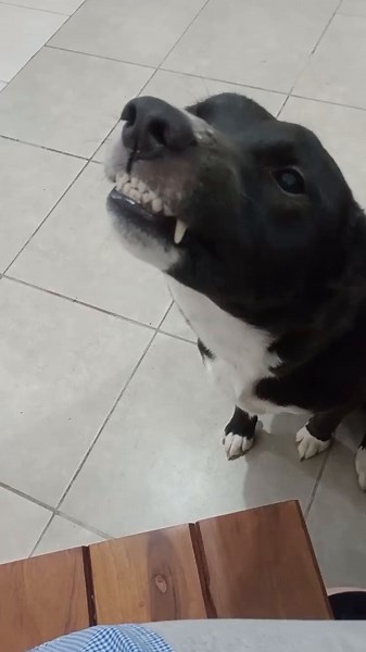 Rufito y sus travesuras inolvidables