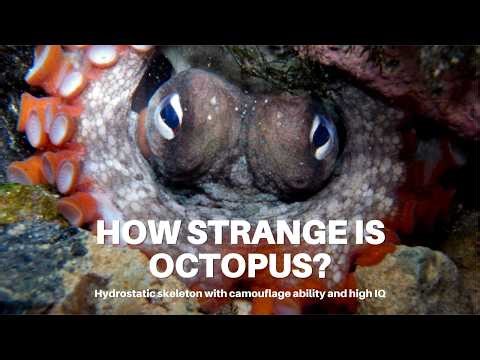 Glitch 005: The Shape-Shifting Alien 👽