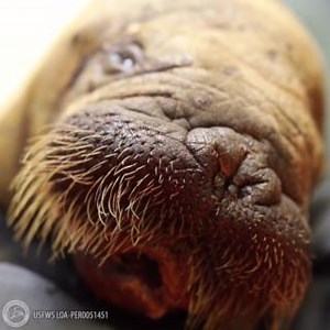 200K views · 9.1K reactions | ❗Walrus Calf Update❗ The wildlife...
