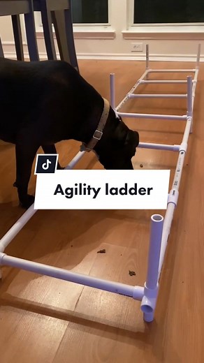 DIY Agility Ladder for Canine Enrichment
