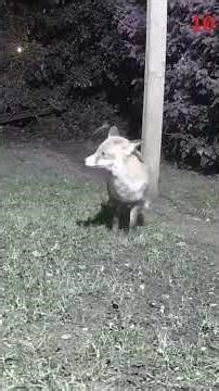 Flash just chilling eating peanuts. 🦊💕🤗🤗👀