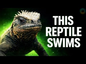 The Only Reptile That Swims in the Ocean (Marine Iguana)