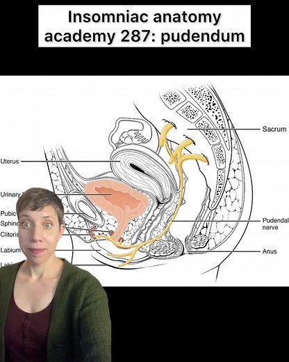 Insomniac Anatomy Academy: Pudendum Explained