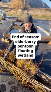 End of season root reveal on the pontoon style of floating wetland that local restoration and conservation practitioners innovated at one of our workshops last spring… These structures spent the season in our temporary ponds so that we could monitor them closely — and they turned out to be one of our top performing designs! Nice work @theokanogancd team members and others who created this design together!! 🌿💧#floatingwetlands #elderberry #willow | Beaver Food Forest