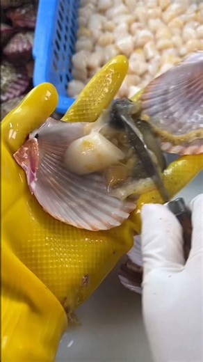 At the scene of processing shellfish for consumption, netizens commented: "Green food!"