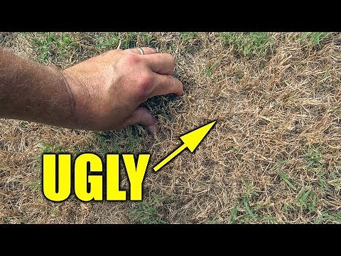 Fixing Ugly Bermuda Lawn