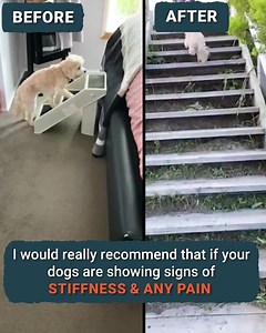 262 reactions · 14 shares | Looking out for your dog’s health? Mighty Munch Hip & Joint Meal Topper is a supplement that can help your dog get back up on their paws. Just add this delicious meal topper to each meal to help ease joints. | Mighty Munch | Facebook