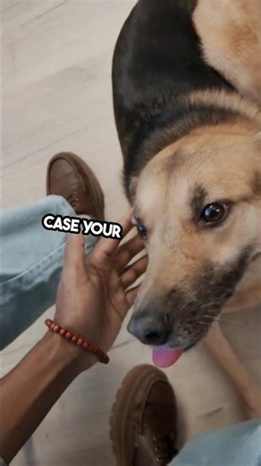 Pet First Aid – What’s Inside a First Aid Kit? #PetCare