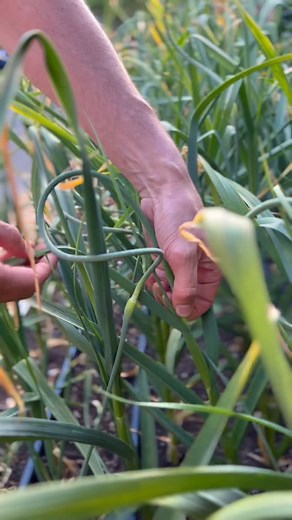 Hardneck garlic = scapes! Just remember that hardneck varieties tend not to store as long as softneck types, so plant a mix ♥️🧄🌱 . . . #garlic #wintergardening #fallgarden | Seattle Urban Farm Company