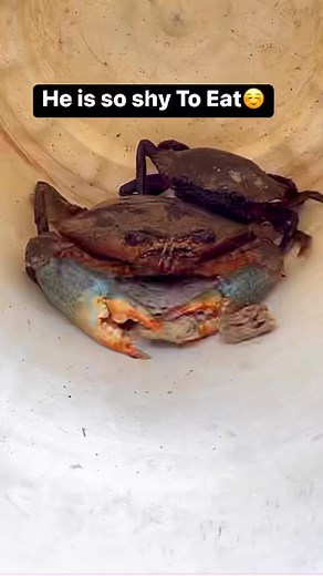 Our Crab Eating Meat☺️😊He is so Shy #reels #reelsvideo #reelsviral #crab #trendingreels | Mangalore-recipes