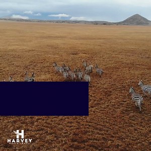 You don't have to travel far for an epic adventure! 🌄 Discover the wonders of your own country with Harvey World Travel's local getaways. 🇿🇦 Whether it's a road trip along scenic routes to the Cape or a cozy retreat in the mountains of the Drakensberg, there's so much to explore right at home. Tell us your favorite local destination below! Build your own tailor-made South African adventure here: https://harveyworld.co.za/buildmytrip/ #wheretonext #travelharvey #southafrica #supportlocal #trav