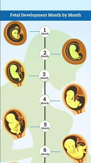 Fetal Development Month by Month #fetaldevelopment #pregnancy #pregnancymonthbymonth #pregnant