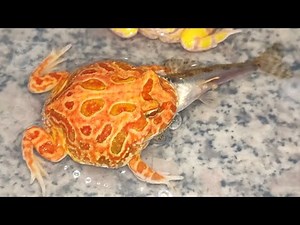 live feeding three horned frogs eat small fish