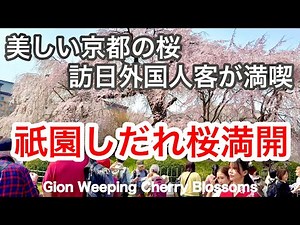 2026年3月29日 美しい京都の桜🌸で訪日外国人客が満喫 祇園しだれ桜🌸が満開 Gion Weeping Cherry Blossoms, Kyoto