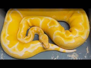 BALL PYTHON PAIRINGS FOR 2025/2026 BREEDING SEASON. TRIPLE RECESSIVE PROJECT IN COMING