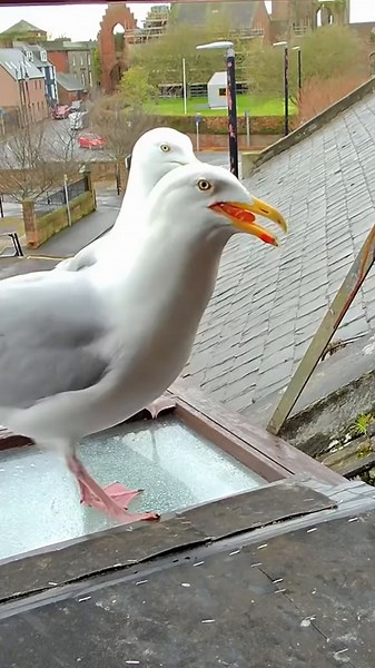 Feeding Steven the Seagull: Hilarious Bird Antics and Future Baby Plans!
