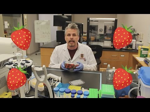 QCPU's Edu-Lab - Strawberry DNA Extraction